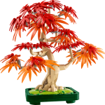 Japanese Maple Tree
