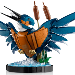 Kingfisher Bird