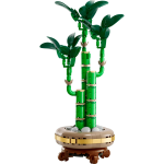 Lucky Bamboo