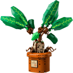 Mandrake
